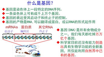 企业成长阶段性规律与育儿的相似之处，培养下一代的启示