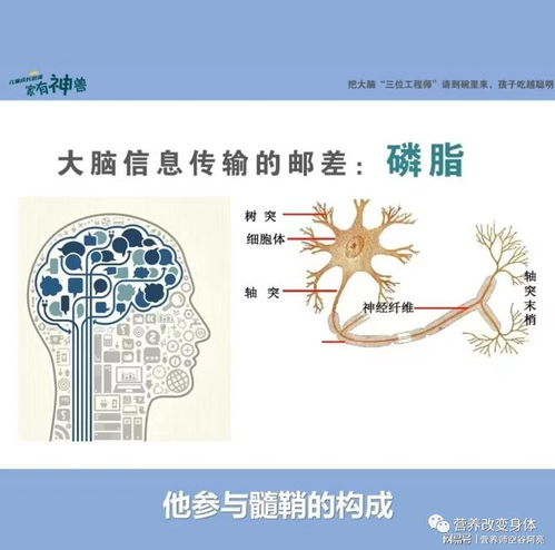 全面解析，食物的营养价值及其对儿童成长的重要性