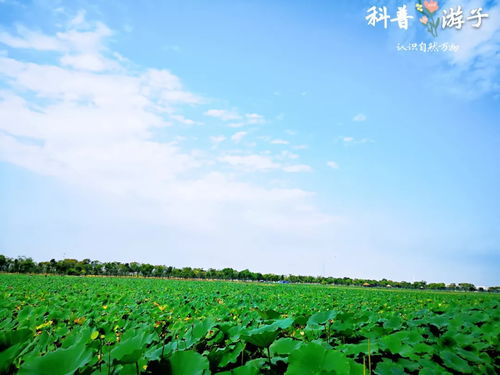 在田野中成长，孩子与自然的亲密接触