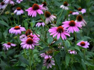 The Nutritional Dietary Pyramid:A Guide to Healthy Eating for Growing Children