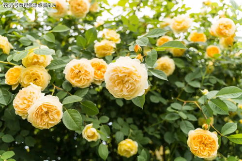 全面解析，各类食物的营养价值总结