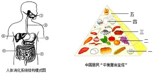 宝宝健康成长的基石，全面了解食物的营养