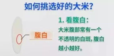 解密食物营养成分，干重与湿重的科学计算方法