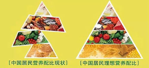 儿童营养金字塔，构建孩子健康成长的基石