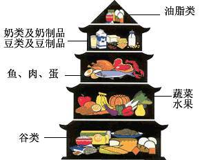 孩子健康成长的基石，每天摄入食物金字塔
