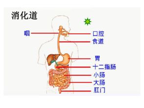 为使用胃管进食的人制定营养均衡的饮食计划