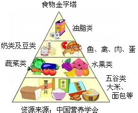 构建健康饮食，探索十大营养食物金字塔