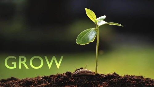 Grow with Love:Understanding the Power of Growth in Child Development