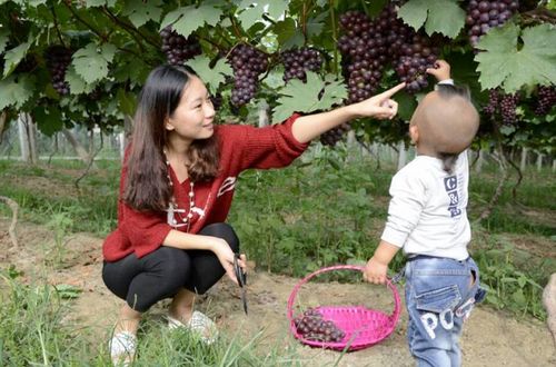 亲子游新体验，农村旅游攻略与育儿智慧