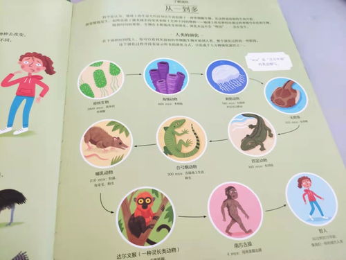 探索食物的奥秘，三年级上册食物营养手抄报