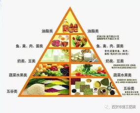 营养膳食金字塔，构建健康饮食的基石