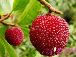 杨梅种植挑选储存全攻略：从果园到餐桌的酸甜美味指南