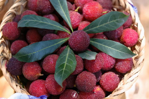 杨梅种植挑选储存全攻略：从果园到餐桌的酸甜美味指南