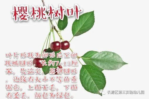 松果的奥秘：从精密结构到营养宝库，探索大自然的神奇馈赠