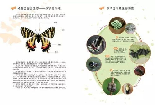 松果的奥秘：从精密结构到营养宝库，探索大自然的神奇馈赠