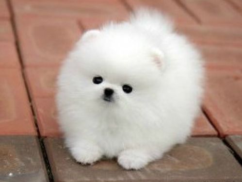 茶杯犬多少钱一只？2024最新价格指南与选购避坑技巧