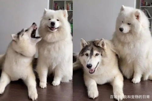 雪橇三傻饲养全攻略：哈士奇、阿拉斯加、萨摩耶的识别、训练与日常管理技巧