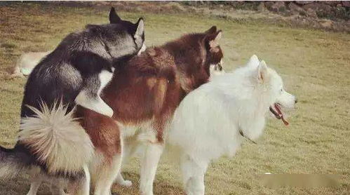 雪橇三傻饲养全攻略：哈士奇、阿拉斯加、萨摩耶的识别、训练与日常管理技巧