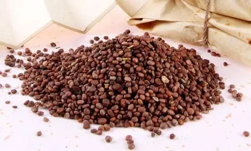 白芥子：千年药用智慧，轻松解决寒痰咳嗽与关节疼痛