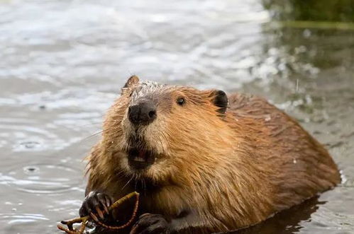 海狸的生存智慧与生态价值：揭秘水中建筑师的独特生理、筑坝行为与保护意义