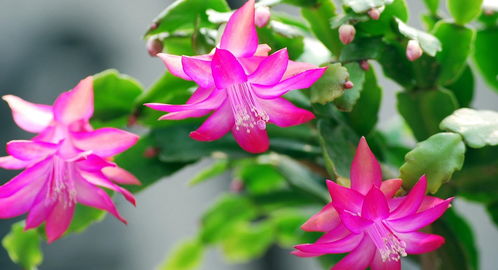 金雪养殖全攻略：从特征到养护，轻松解决叶子发黄、不开花等难题