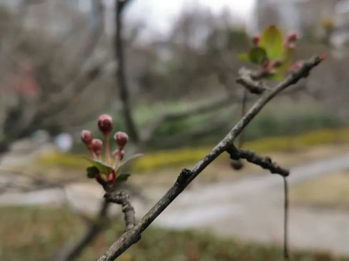 金雪养殖全攻略：从特征到养护，轻松解决叶子发黄、不开花等难题