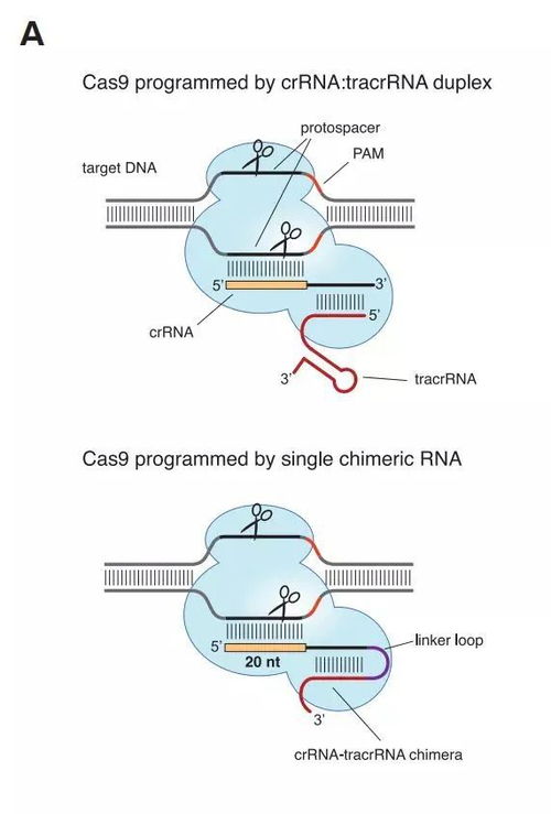 张峰：从CRISPR基因编辑到生物医学革命，如何用创新技术解决遗传疾病难题