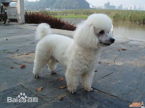 巨型贵宾犬饲养全攻略：从起源、护理到健康，让养宠更轻松快乐