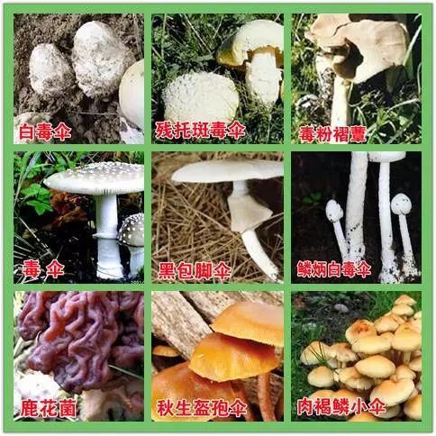 蘑菇的种类大全：从香菇到野生菌，教你识别、挑选与安全食用指南