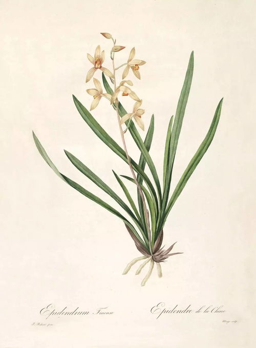 杜若：从《楚辞》香草到现代生活，一株植物的千年文化之旅