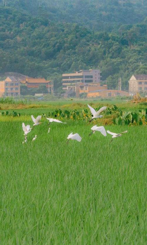 舞蹈学校：从零基础到舞台梦想的完整指南，让学舞更轻松快乐