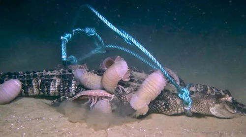 大王具足虫：深海探险中的震撼发现与生存智慧全解析