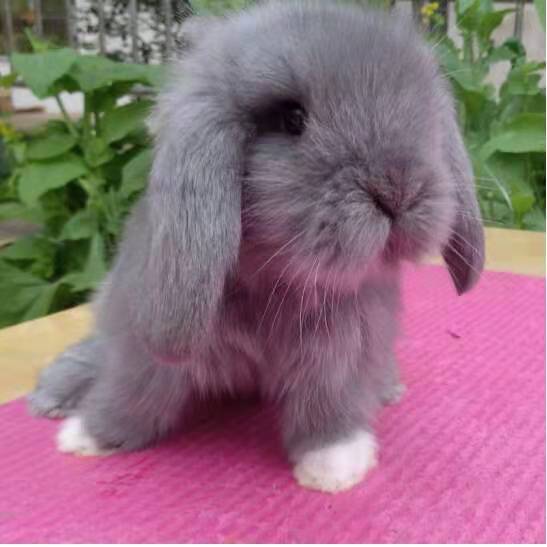 兔子品种全攻略：从温顺垂耳到活泼侏儒，轻松挑选最适合你的宠物伴侣