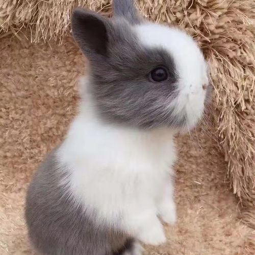 兔子品种全攻略：从温顺垂耳到活泼侏儒，轻松挑选最适合你的宠物伴侣