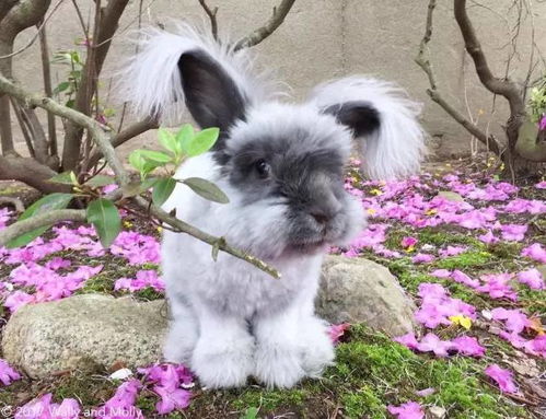 兔子品种全攻略：从温顺垂耳到活泼侏儒，轻松挑选最适合你的宠物伴侣