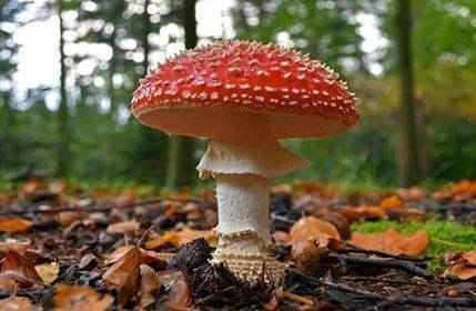 蘑菇的英文是什么？轻松学会Mushroom拼写、发音和日常用法，告别语言困惑