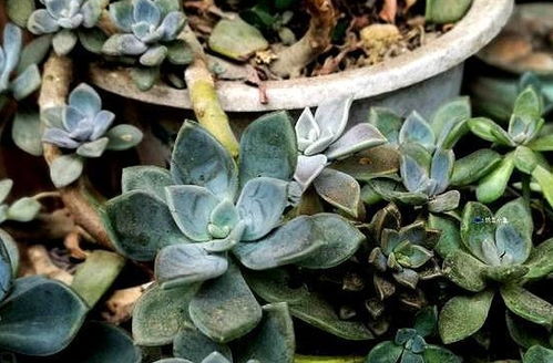 黄丽多肉植物养护全攻略：从新手到高手的种植技巧与繁殖方法