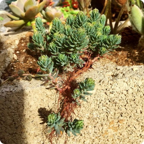 黄丽多肉植物养护全攻略：从新手到高手的种植技巧与繁殖方法