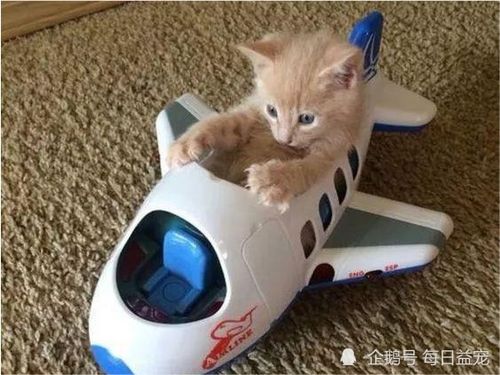 宠物培训学校全攻略：轻松解决宠物行为问题，享受和谐养宠生活