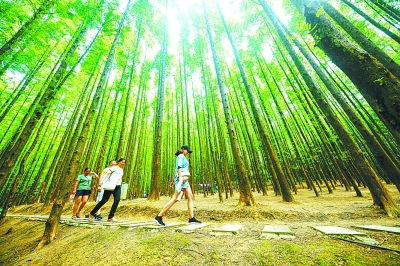 曲径通幽：从园林到生活的智慧漫步，发现未知惊喜与心灵共鸣