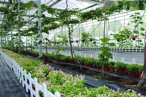 果木种植与利用全攻略：从果园到餐桌的甜蜜之旅