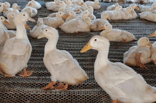 黑鸭养殖全攻略：从识别到高效养殖技术，解决养殖难题