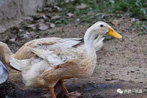 黑鸭养殖全攻略：从识别到高效养殖技术，解决养殖难题