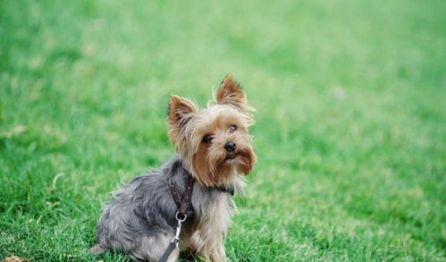 波士顿梗犬饲养指南：从品种历史到健康护理，让你的小绅士快乐成长