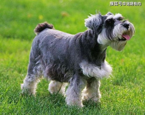 迷你雪纳瑞：聪明伴侣的日常护理、训练与健康全攻略，让养宠更轻松快乐