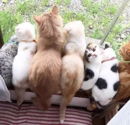 狮子兔饲养全攻略：从外貌特征到日常护理的完整指南