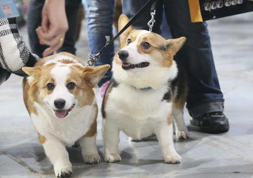 狮子兔饲养全攻略：从外貌特征到日常护理的完整指南