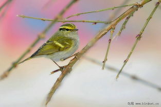 黄腰柳莺：从形态特征到保护措施，全面了解这种金色小精灵的生存智慧