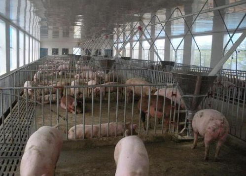 笨猪养殖全攻略：从入门到盈利，轻松掌握高品质猪肉养殖秘诀