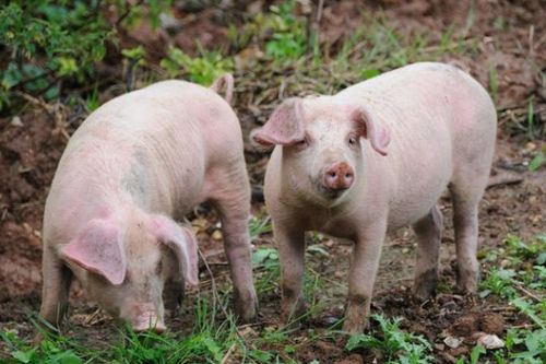 笨猪养殖全攻略：从入门到盈利，轻松掌握高品质猪肉养殖秘诀